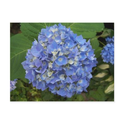 Blue -Hydrangea Post Cards by closphotos