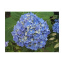 Blue -Hydrangea postcards