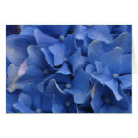 Blue Hydrangeas Cards