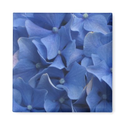Blue Hydrangeas Magnet by ggbythebay