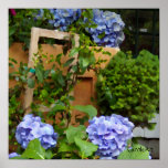 Blue Hydrangeas "Still Life"