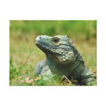 Blue Iguana Canvas Print
