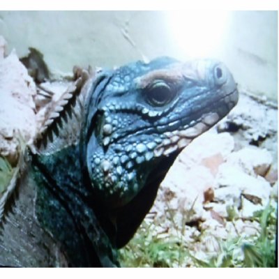 Blue-Iguana, the worlds rarest lizard, hanging on Photo Cutouts by design_girl