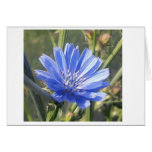 Blue in the Afternoon cards