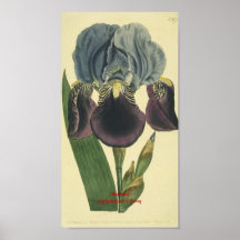 Blue Iris Botanical Print