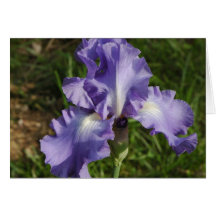 Blue Iris Cards