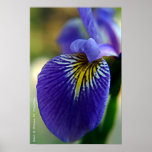 Blue Iris II Poster