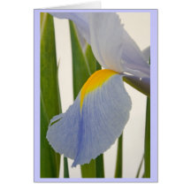 Blue Iris Petal Greeting Cards