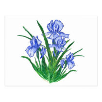 Blue Iris postcards