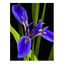 Blue Iris Postcard