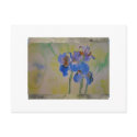 Blue Irises postcards