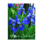blue irises postcard