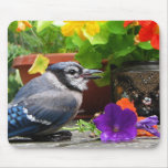 Blue Jay and Flowers