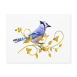 Blue Jay Beauty Post Card