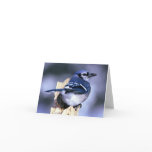 Blue Jay Bird Lovers cards