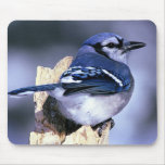 Blue Jay  Bird Lovers