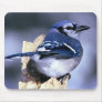 Blue Jay  Bird Lovers