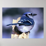Blue Jay Bird Lovers
