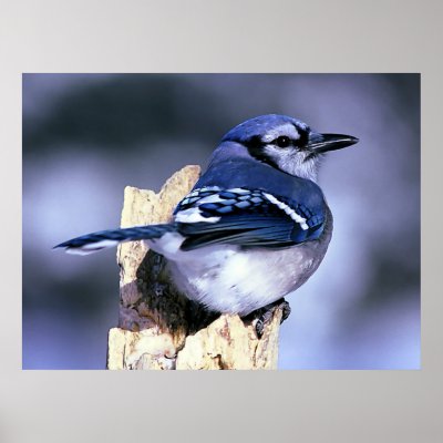 Blue Jay Bird Lovers by WildByDezign