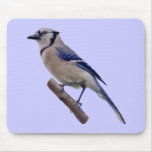 Blue Jay Bird Mouse Mat