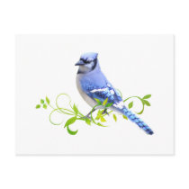 Blue Jay Bird Post Card