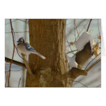 Blue Jay Card