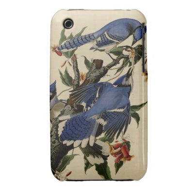 Blue Jay Iphone 3 Case-mate Case by birdpictures