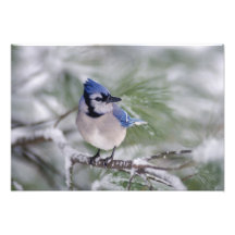 Blue Jay, Cyanocitta cristata Photograph