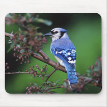 Blue Jay, Cyaoncitta cristata 2 Mouse Pad