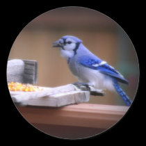 Blue Jay Eating Corn stickers