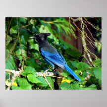 Blue Jay, h. Print