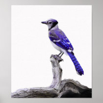 Blue Jay I Posters