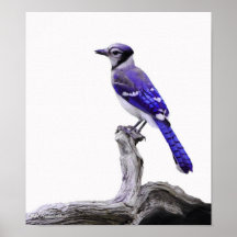 Blue Jay I Posters