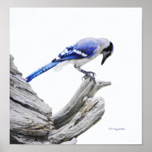 Blue Jay II Posters