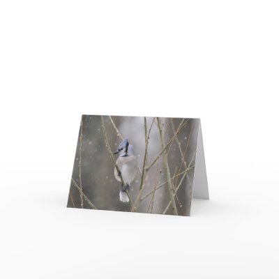 Blue Jay in the Snow Greeting Card by onewish1