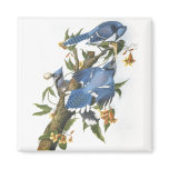 Blue Jay, John James Audubon Magnets