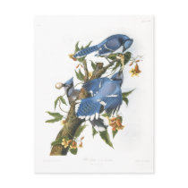 Blue Jay, John James Audubon Post Card