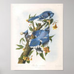 Blue Jay, John James Audubon Poster