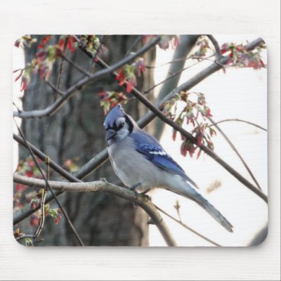 Blue jay mouse mat by JSPhotos