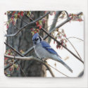 Blue jay mousepads