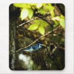 Blue Jay Mousepads