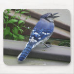 Blue Jay Mousepad