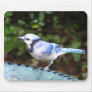 Blue Jay on Bowl Mouse Pads