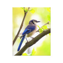 Blue Jay Photo on Canvas by Neil Willens Stretched Canvas Prints
