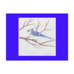 Blue Jay Post Card