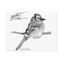 Blue Jay