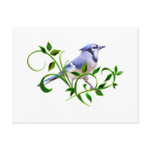 Blue Jay Postcard