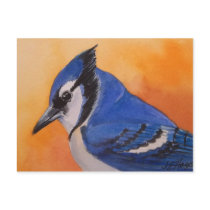 Blue Jay Postcard