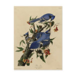 Blue Jay Postcards