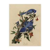 Blue Jay Postcards